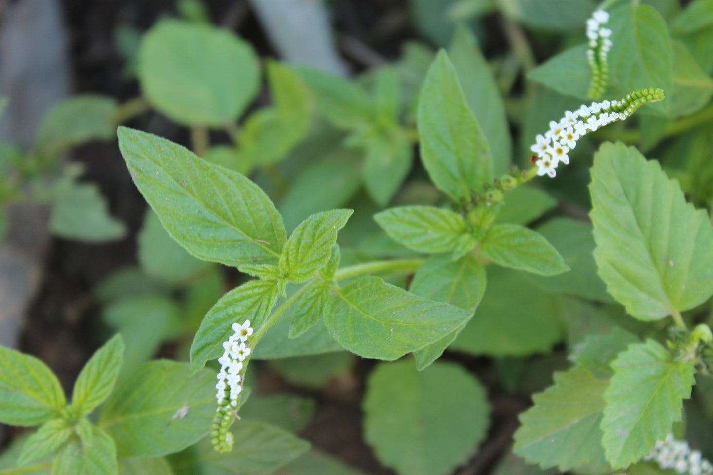 Hierba Alacrancillo / Scorpion Weed - Spiritual Cleansing & Healing Herb