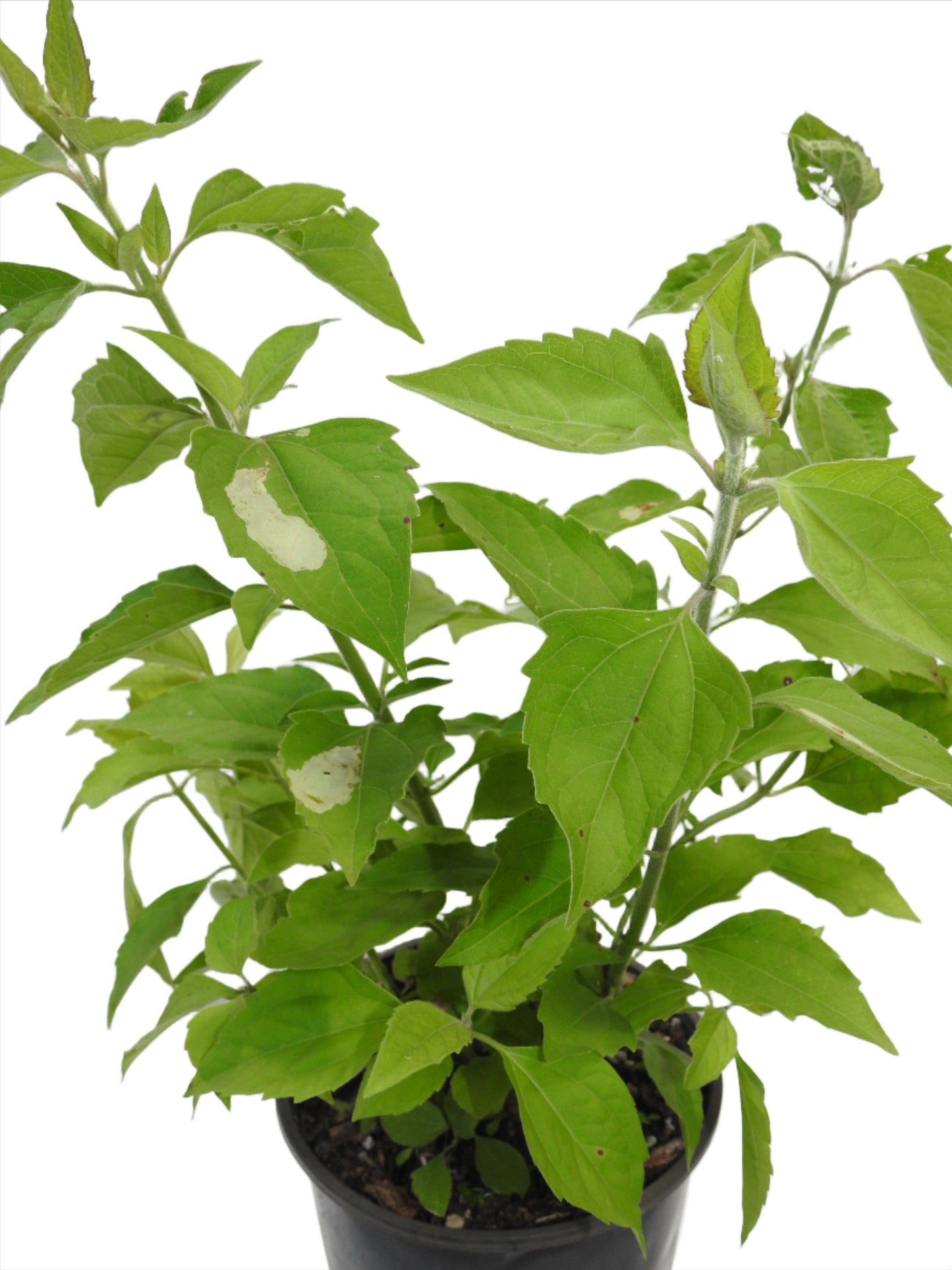 PLANTAS ROMPE SARAGUEY CON RAÍZ