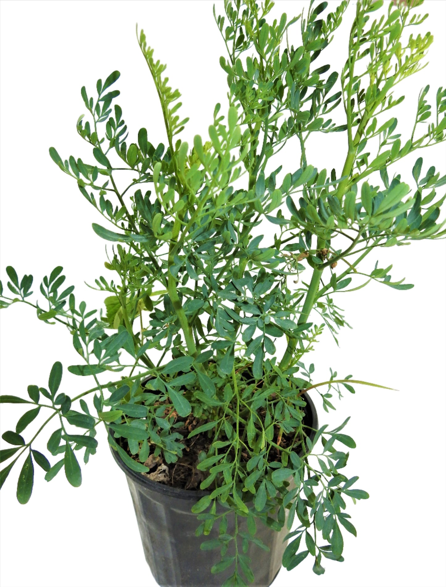 PLANT RUE WITH ROOT