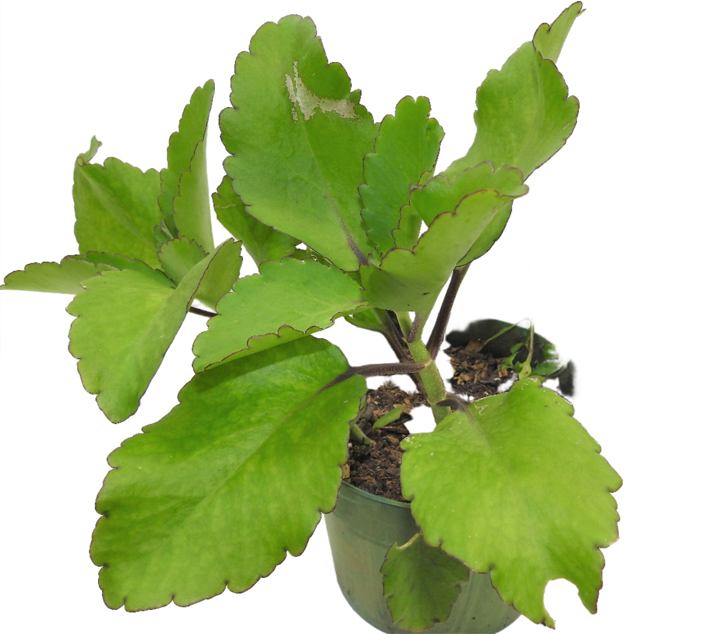 LIVE PLANT OR EWE DUNDUN WITH ROOT