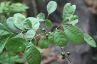 PLANT SIGUARAYA WITH ROOT
