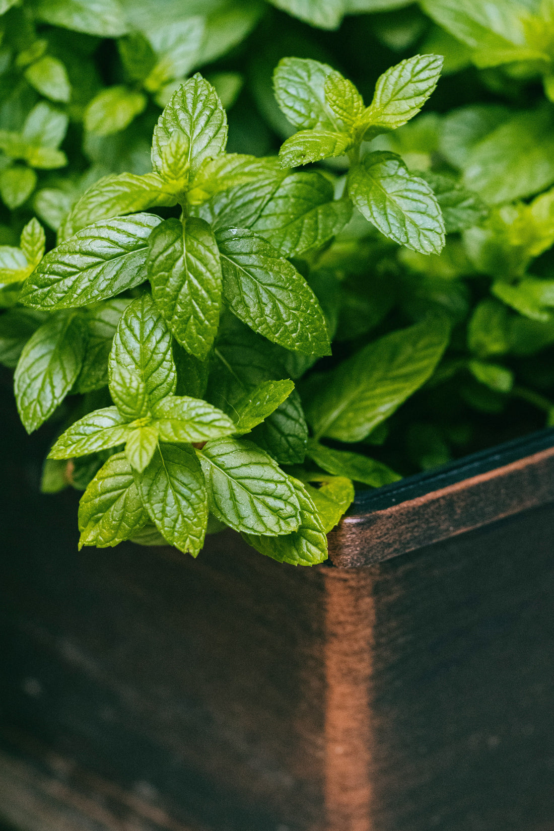 Mint: A Powerful Ally for Cleansing, Prosperity, and Spiritual Renewal