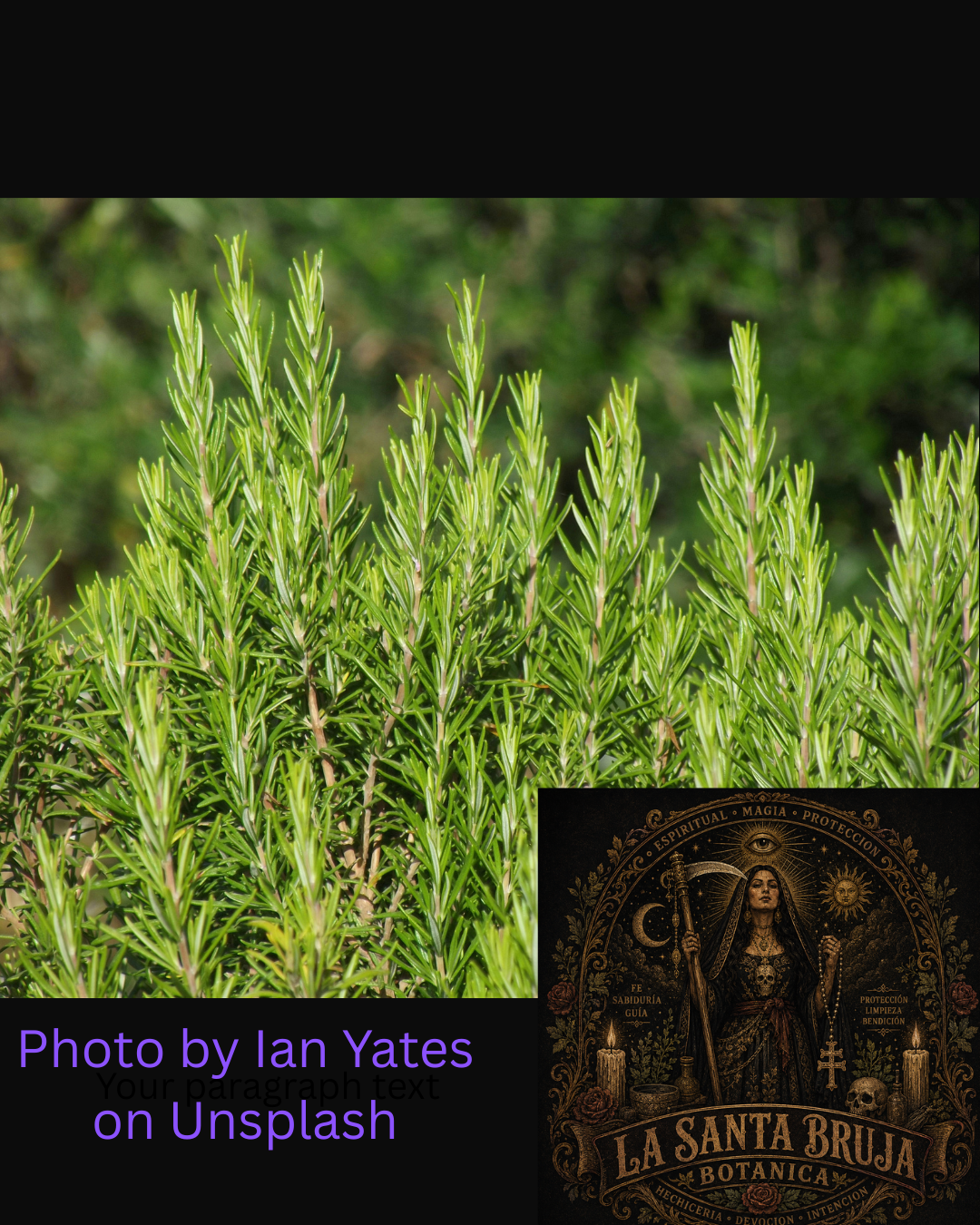 Fresh rosemary plant used for romero cleansing and protection in Mexican brujeria