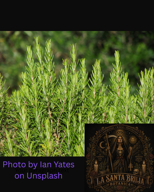 Fresh rosemary plant used for romero cleansing and protection in Mexican brujeria