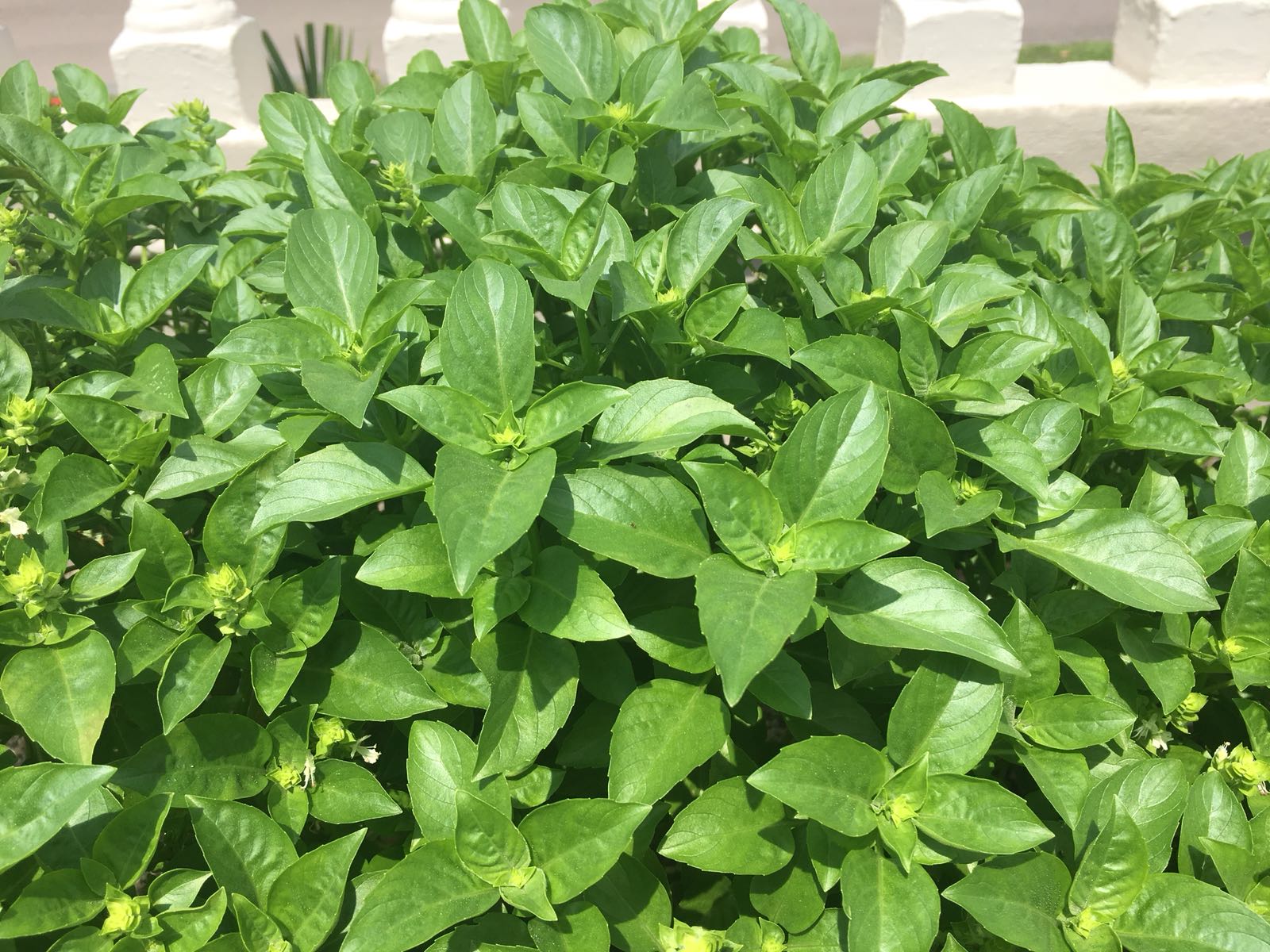 Fresh Herbs & Spiritual Colognes for Cleansing