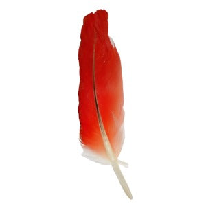 PLUMAS DE LORO / Pluma de Yaco (Cola)