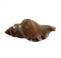 Caracol de oreja