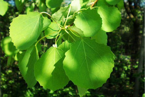 Hierba Álamo / Poplar - Ancestral Connection & Spiritual Protection Herb