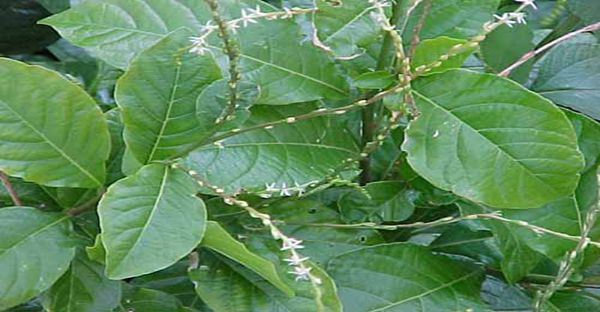 Hierba Anamu / Guinea Hen Weed - Spiritual Protection & Cleansing Herb