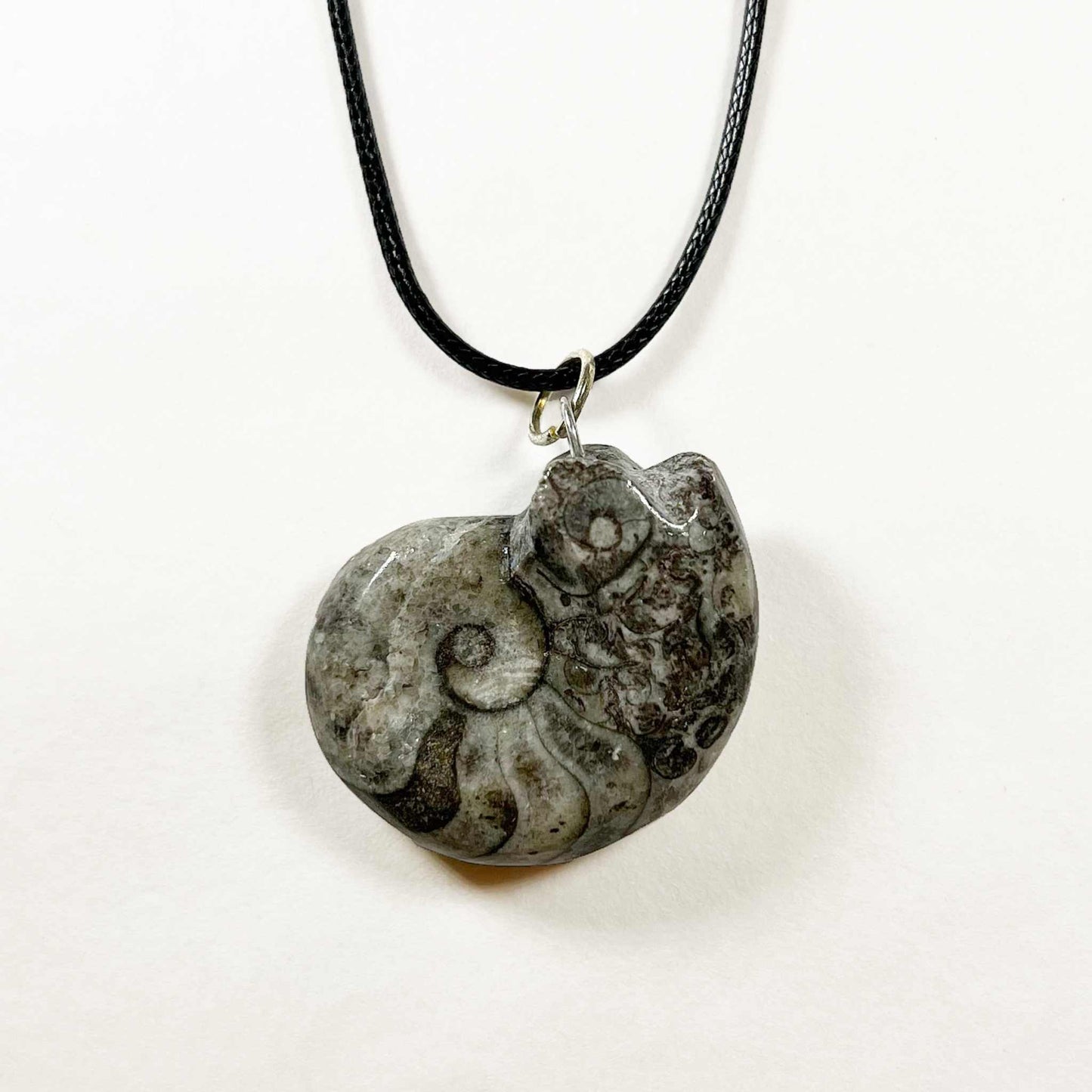 Collar de fósil de amonites/goniatites