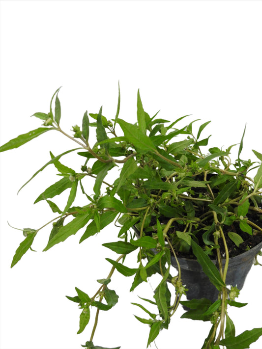 PLANT SCARES THE DEAD / ABERICUNLO WITH ROOTS