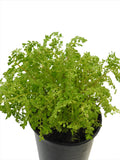 PLANT WITH ROOTS FOR FRESHNESS