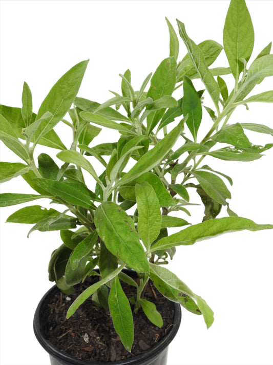 PLANTA SALVIA O SAGE CON RAIZ