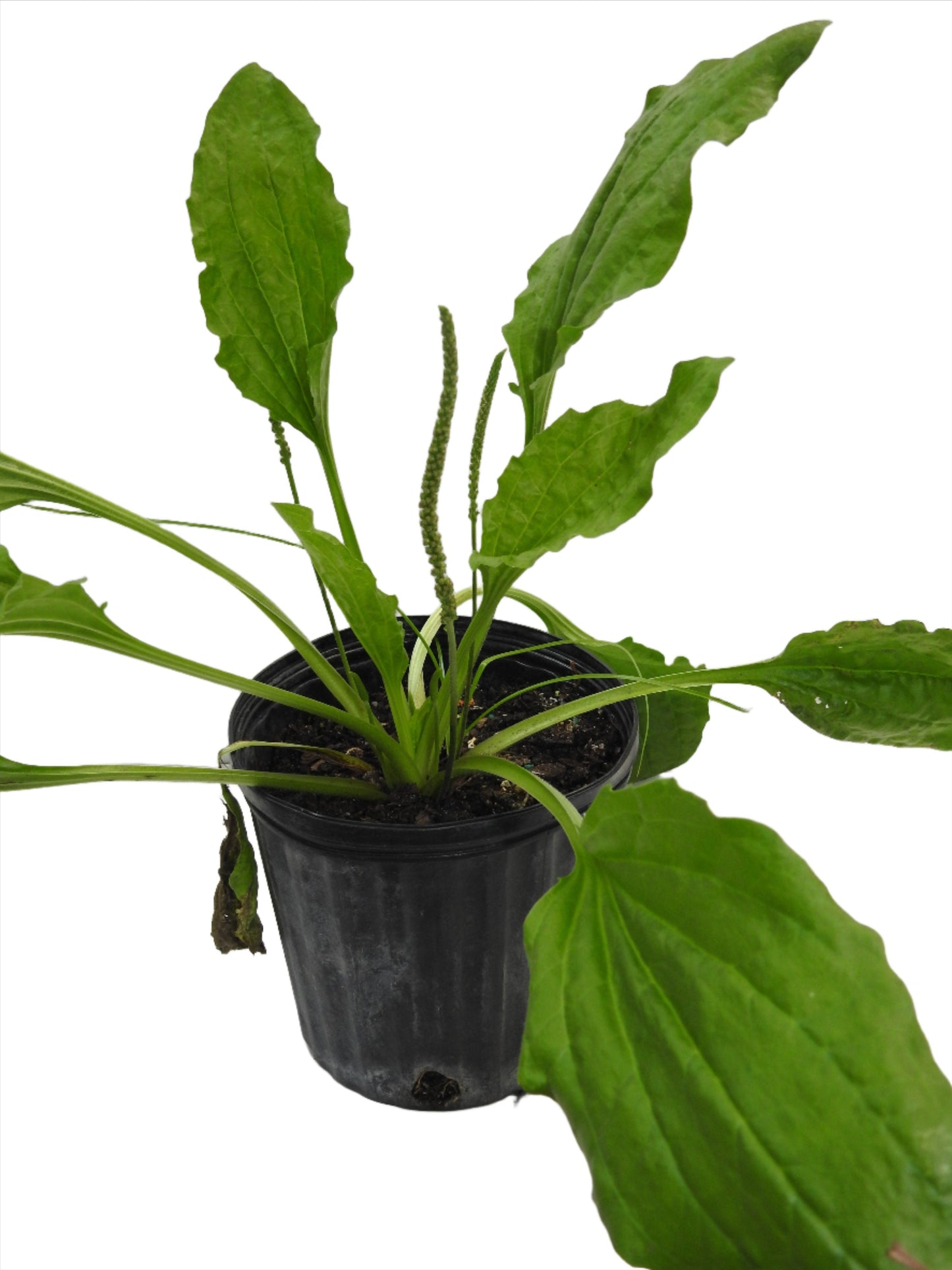 PLANTAIN PLANT WITH ROOT