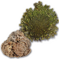 Flor de Jerico | Resurrection Plant for Protection, Renewal & Abundance