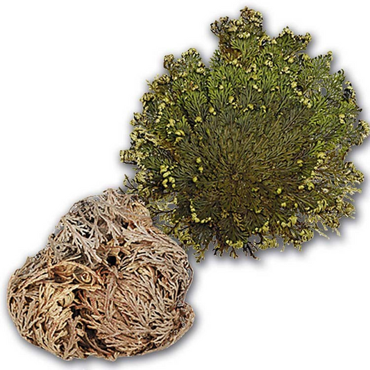 Flor de Jerico | Resurrection Plant for Protection, Renewal & Abundance