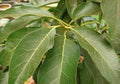 HIERBA AGUACATE