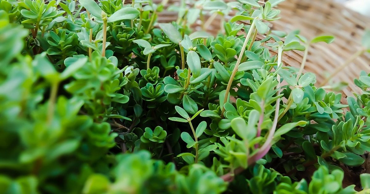 6 HERBS OF SHANGO