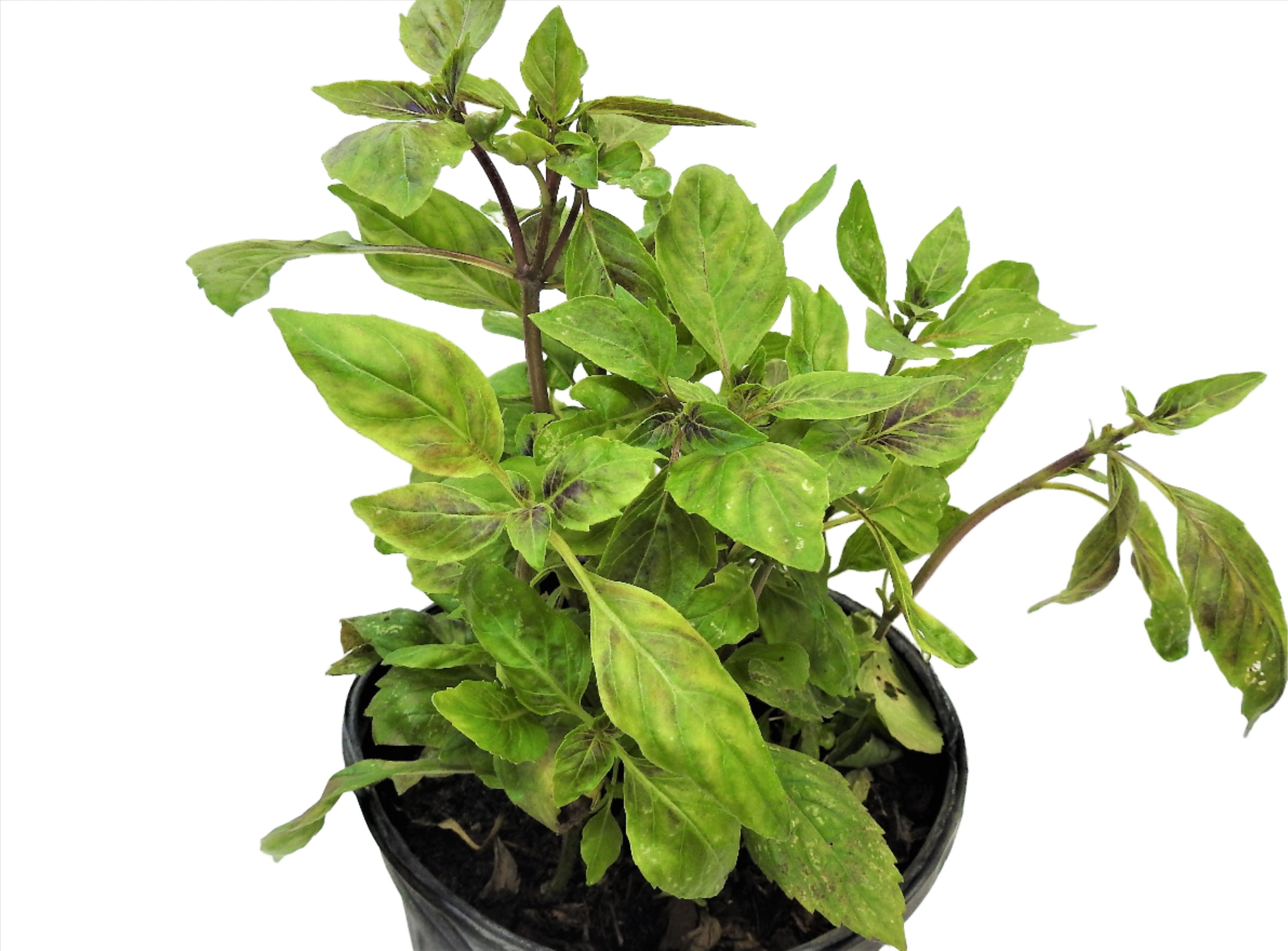 ALBAHACA MORADA