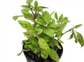 PURPLE BASIL PLANT WITH ROOT