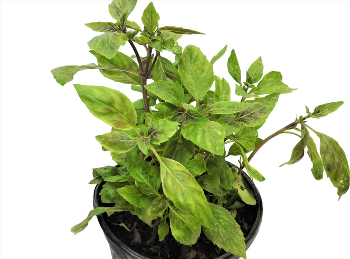 PLANTA ALBAHACA MORADA CON RAIZ