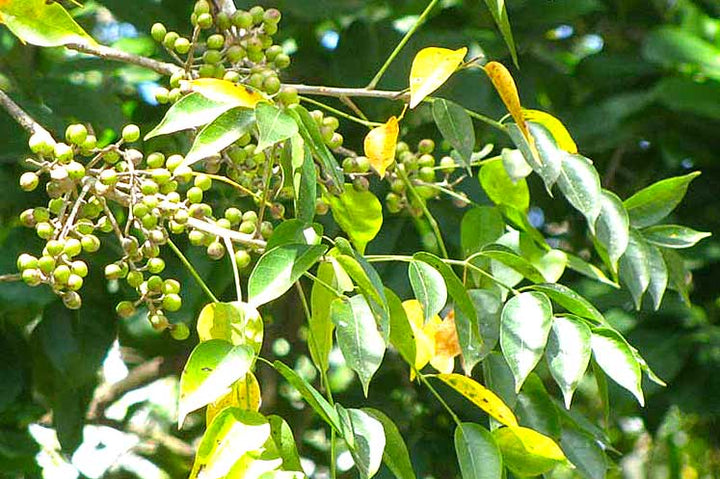 Hierba Almácigo / Gumbo Limbo - Sacred Obatalá Herb for Purification