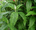 PLANTA AMANSA GUAPO