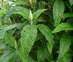 PLANTA AMANSA GUAPO