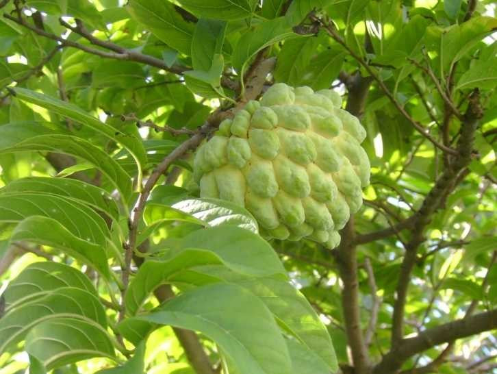 Hierba Anón / Soursop Leaves (Guanábana) - Peace & Harmony Spiritual Herb