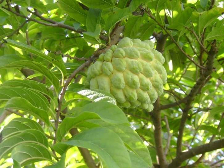 Hierba Anón / Soursop Leaves (Guanábana) - Peace & Harmony Spiritual Herb