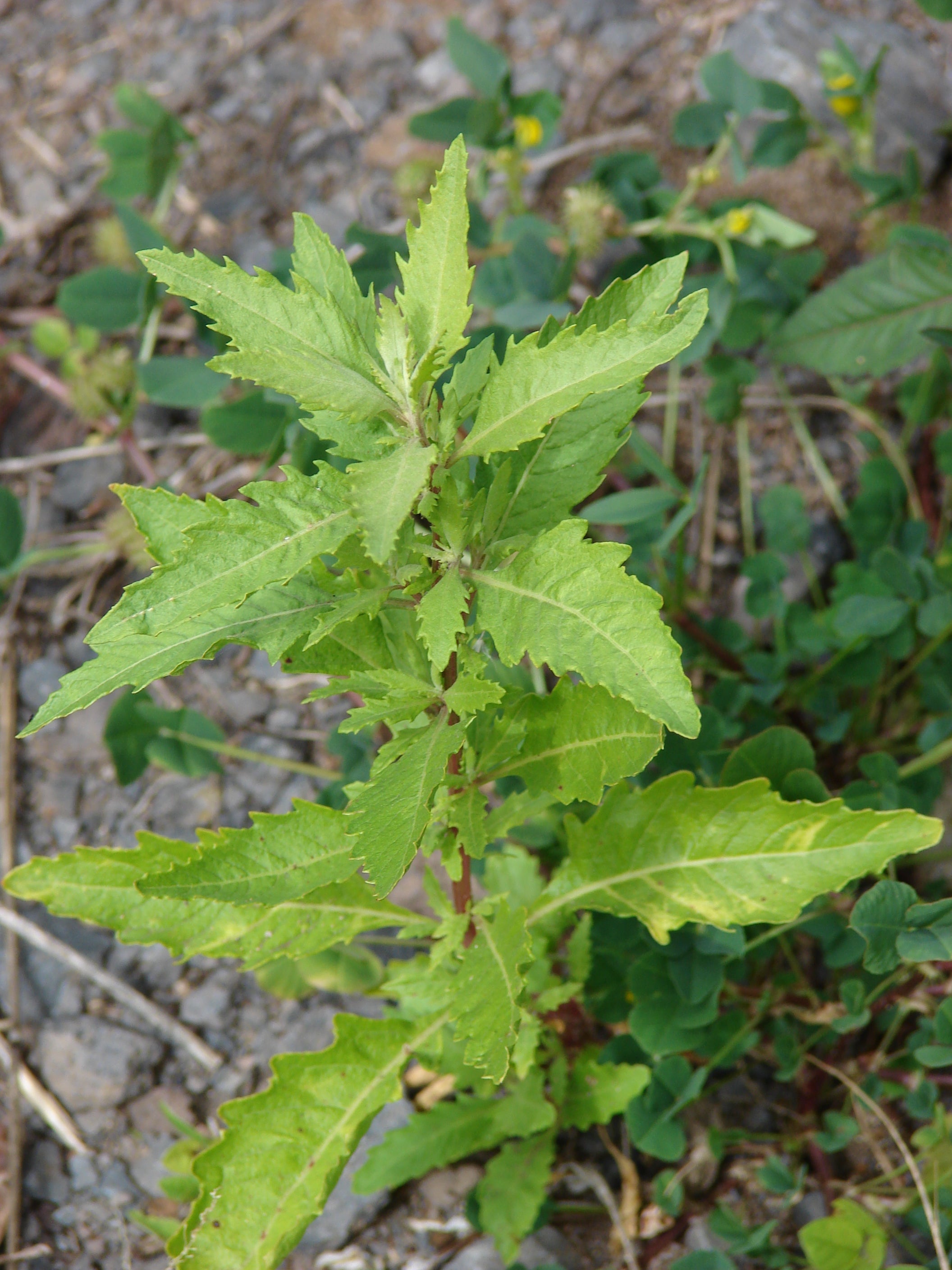 HIERBA APASOTE