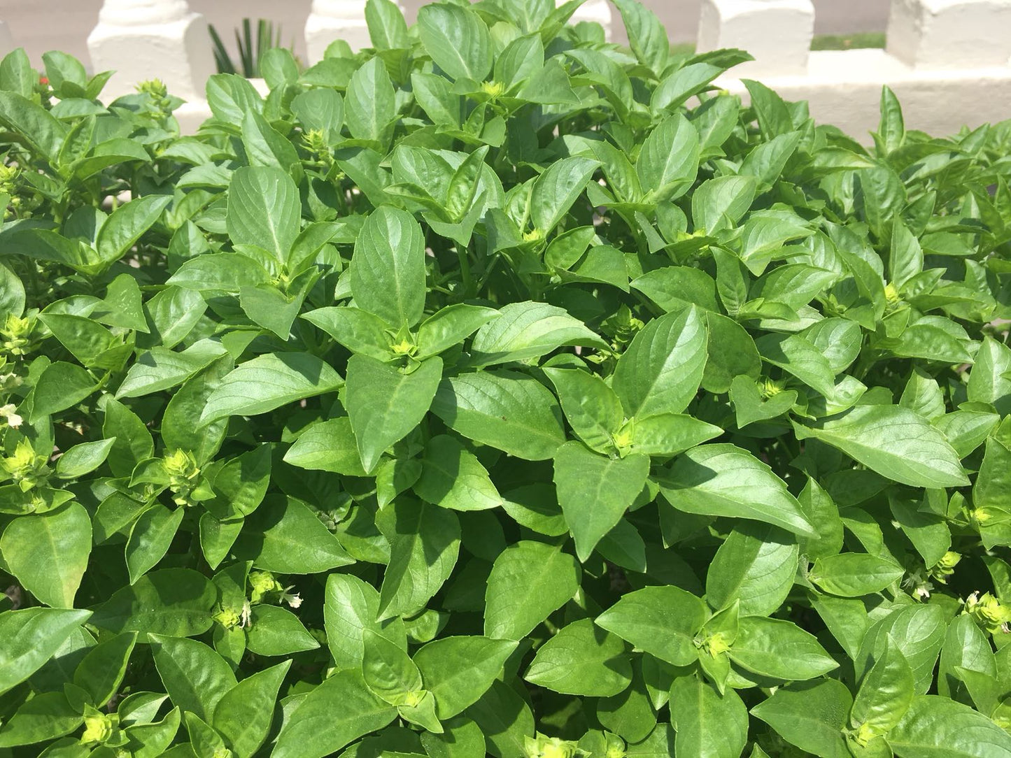 Hierba Albahaca Blanca / White Basil - Love, Prosperity & Protection Herb