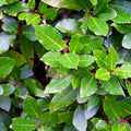 Hierba laurel solo las ramas