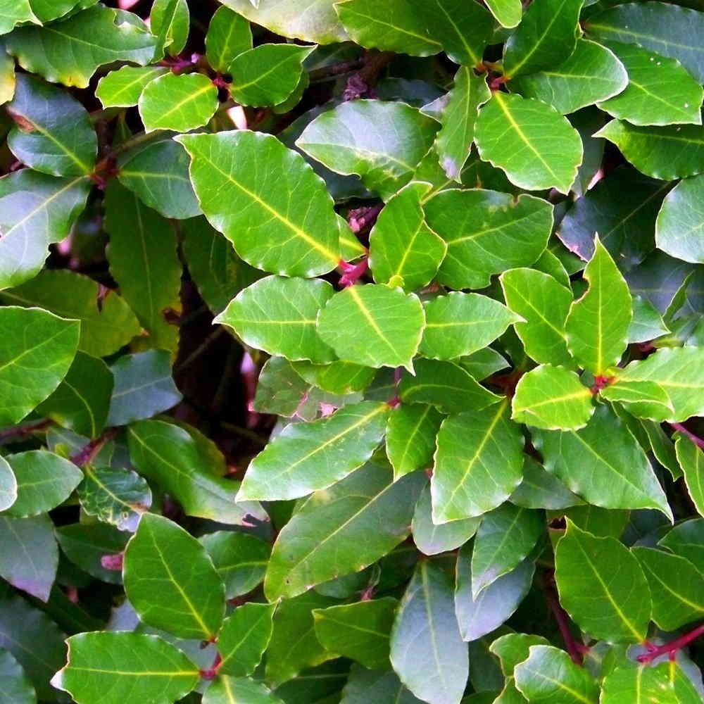 Hierba laurel solo las ramas