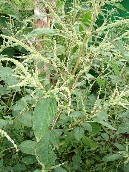 Hierba Bleo Blanco - Spiritual Purification & Cleansing Herb