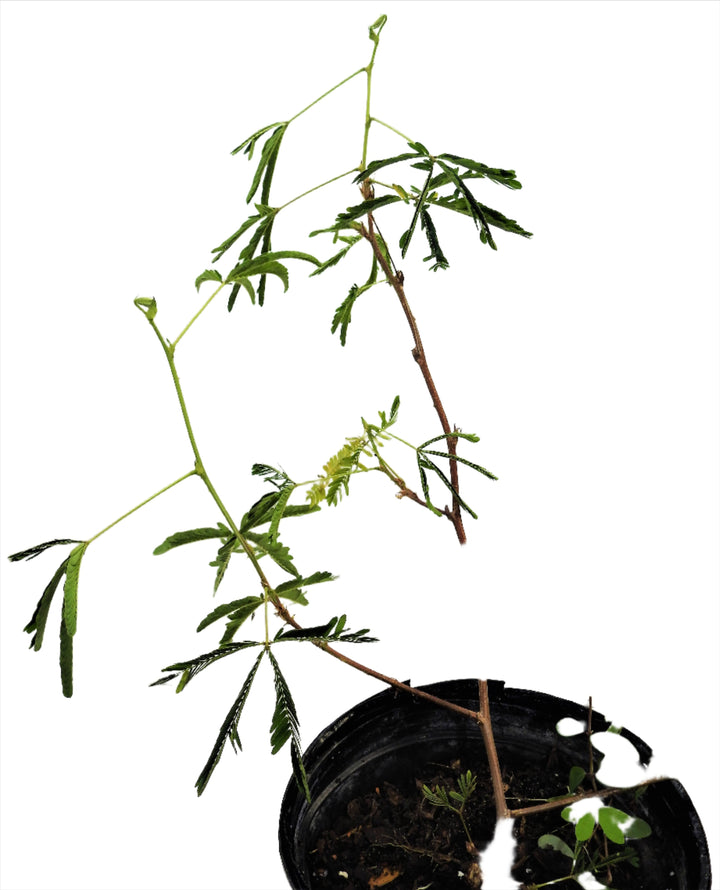 Hierba Dormidera / Moriviví - Sensitive Plant Herb for Dominance & Spiritual Work