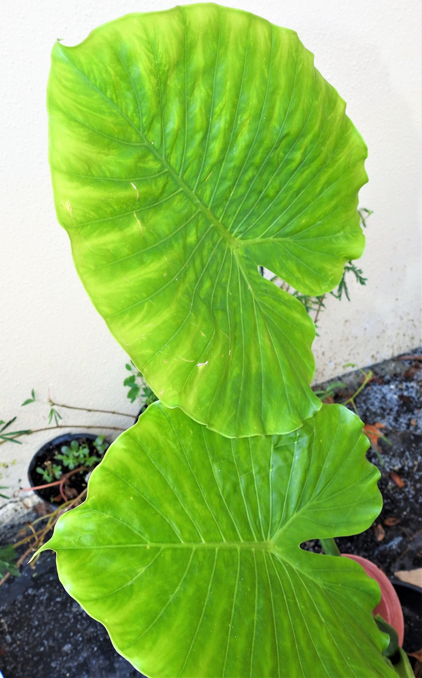 Hoja de Malanga / Taro Leaf - Yemayá Sacred Leaf for Ceremonial Use