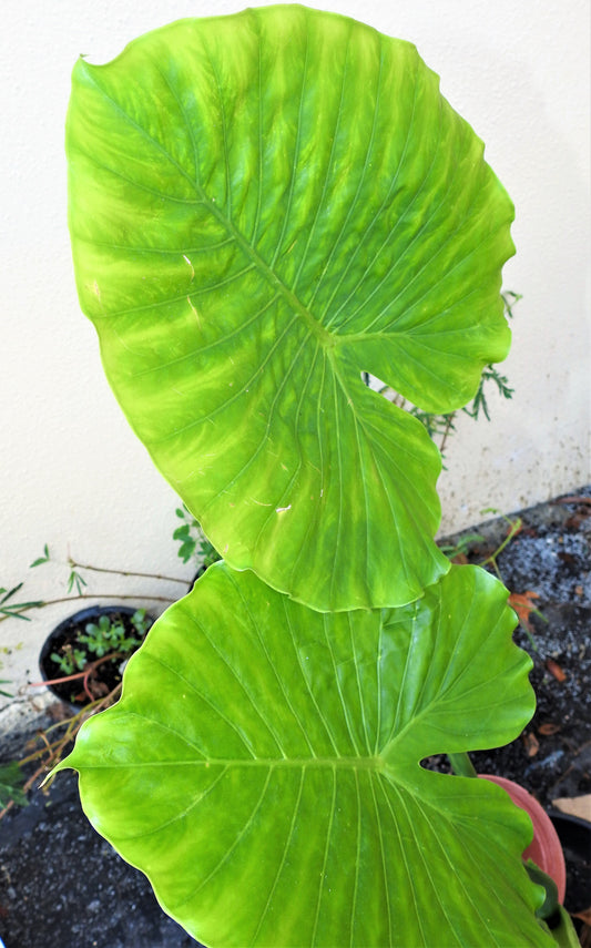 Malanga Leaf / Taro Leaf - Hoja Sagrada de Yemayá para Uso Ceremonial