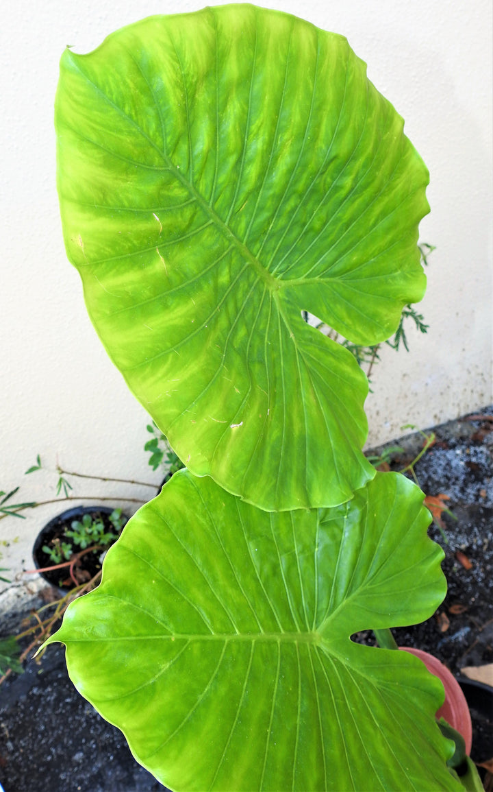 Malanga Leaf / Taro Leaf - Hoja Sagrada de Yemayá para Uso Ceremonial