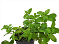 HIERBA MENTA