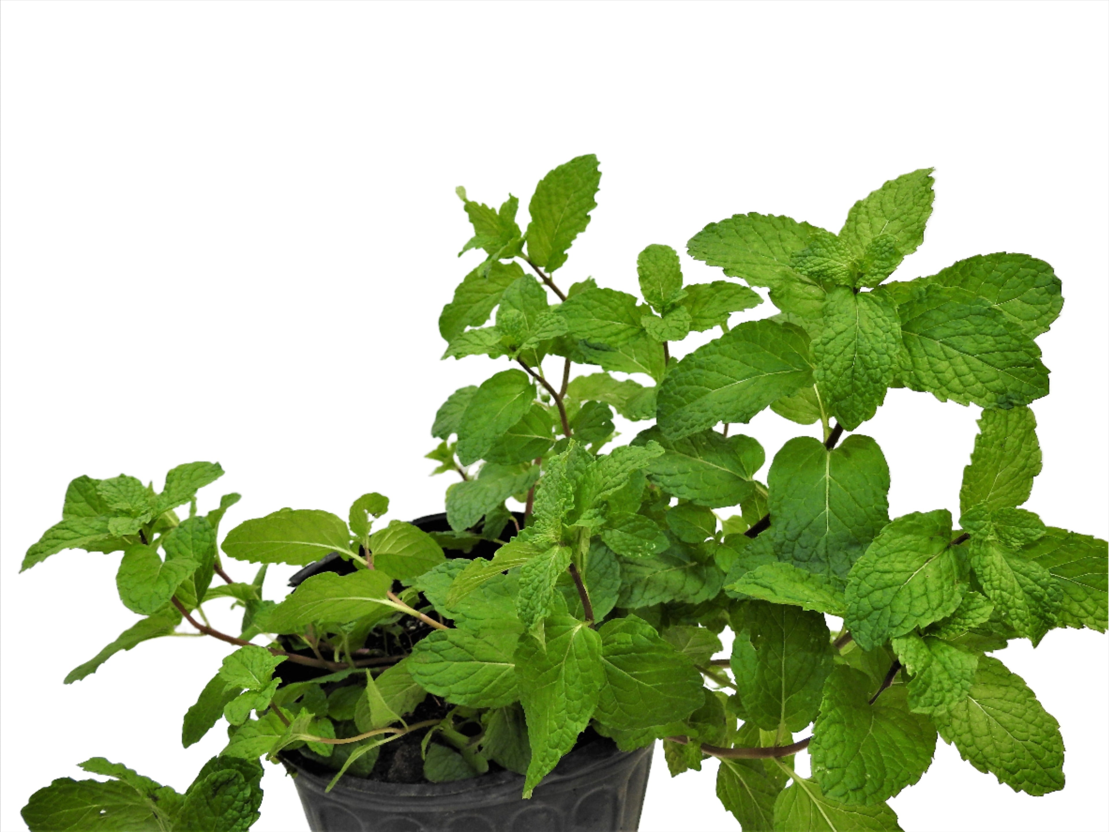 HIERBA MENTA