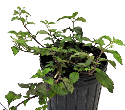 Hierba Orozú / Licorice Root - Ochún Sweetening, Love & Protection Herb