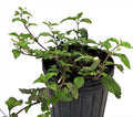 PLANTA ORUZU CON RAIZ