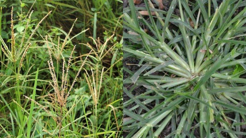 CROWFOOT GRASS