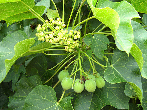 PLANTA PIÑÓN BOTIJA CON RAÍZ