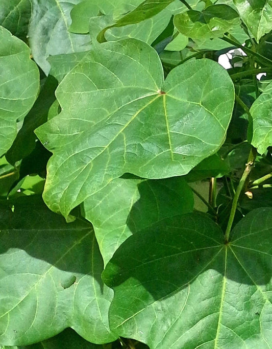 PLANTACIÓN DE ALGODÓN CON RAÍZ