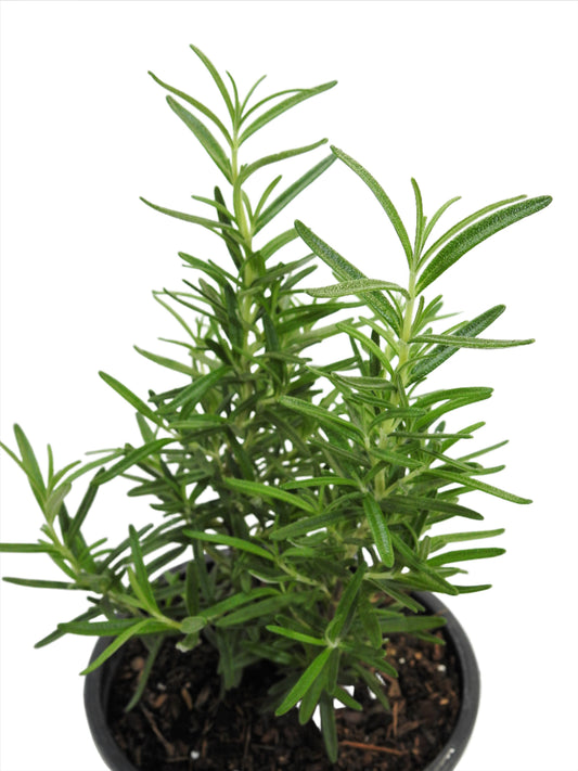 Hierba Romero / Rosemary - Yemayá & Ochún Herb for Spiritual Baths & Despojo