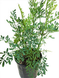 PLANTA  RUDA CON RAIZ