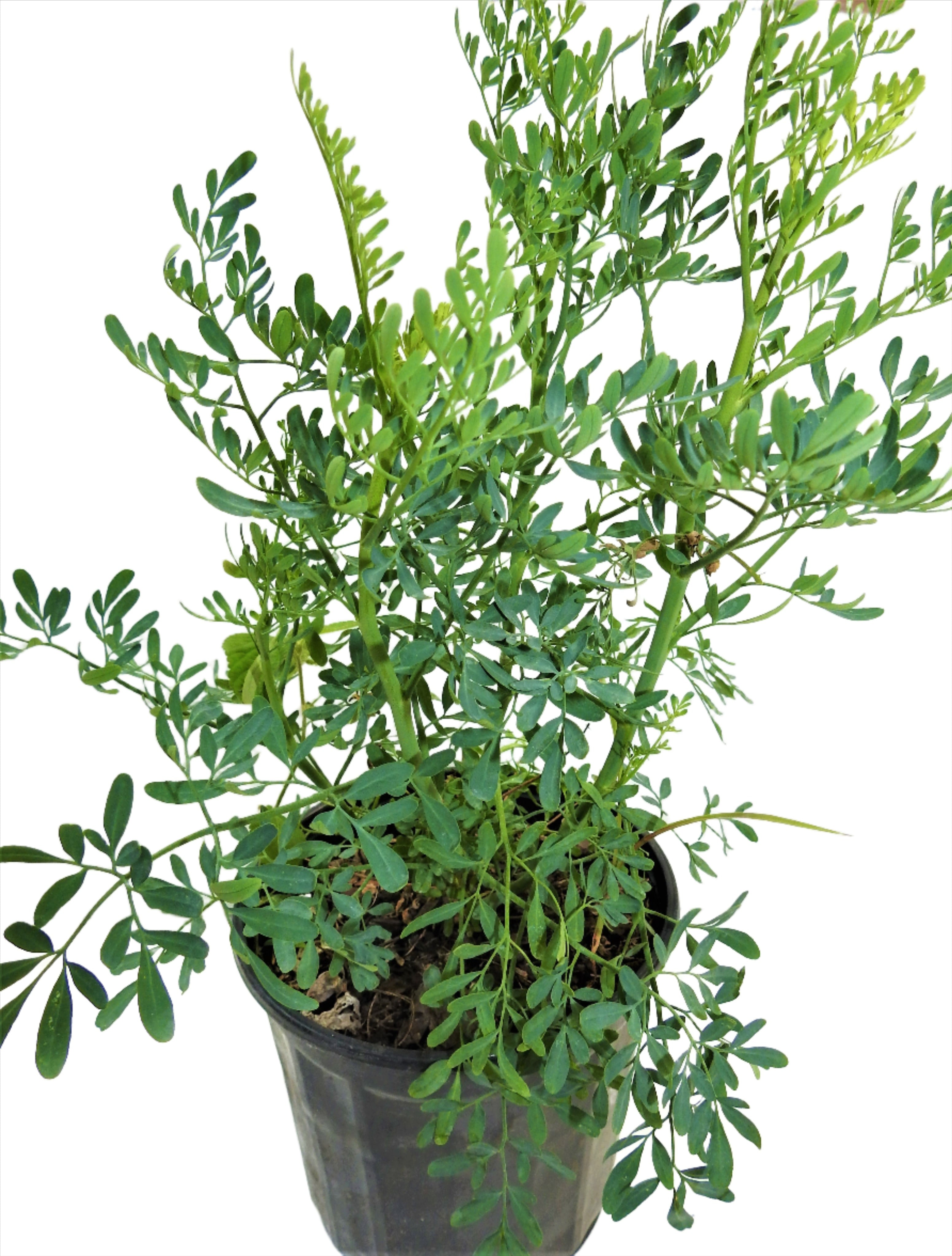 PLANTA  RUDA CON RAIZ