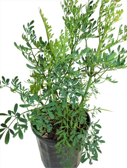 PLANTA  RUDA CON RAIZ